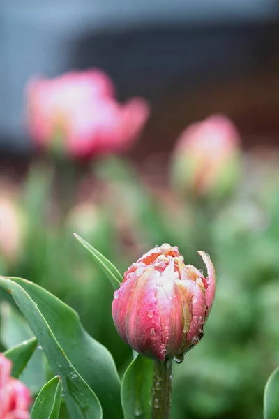 Beautiful Double Ruffled Pink Tulip Angelique Tulips Rain Drops Growing — Stockfoto