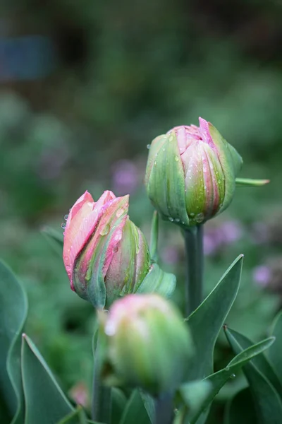 Beautiful Double Ruffled Pink Tulip Angelique Tulips Rain Drops Growing — стоковое фото