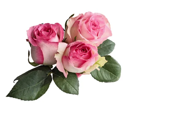 Τρία Όμορφα Ροζ Και Λευκό Τριαντάφυλλο Λουλούδια Φύλλα Απομονωμένη Πάνω — Φωτογραφία Αρχείου