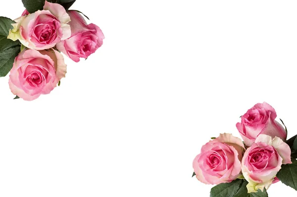 Vackra Rosa Och Vita Ros Blommor Med Löv Isolerade Över — Stockfoto