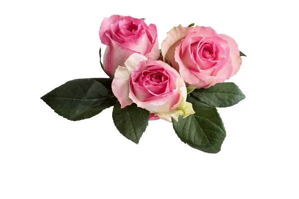 Drei Schöne Rosa Und Weiße Rosenblüten Mit Blättern Isoliert Über — Stockfoto