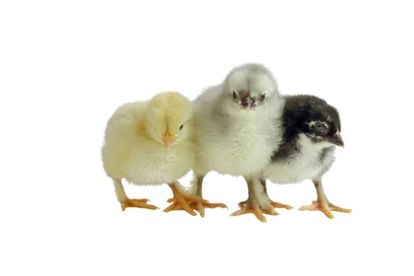 Three Color Variants Cute French Copper Maran Chickens Chicks Cuddling — Stock Photo, Image