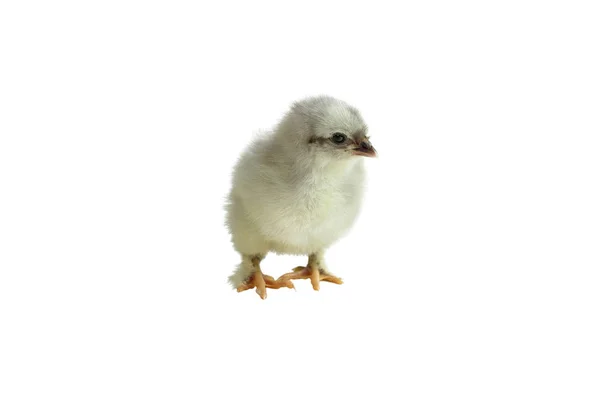 Cute Little French Blue Copper Maran Chicken Chick Isolated White — Stock Photo, Image