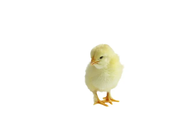 Ładny Mały Żółty Francuski Splash Miedzi Maran Kurczak Pisklę Białym — Zdjęcie stockowe