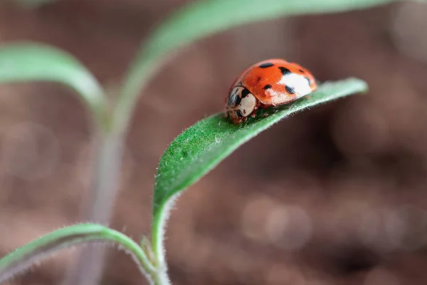 Lady Bug Patroling New Tomato Plant — Stock Photo, Image