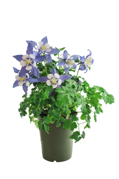 Blue Colomine Aquilegia over a White Background — стоковое фото