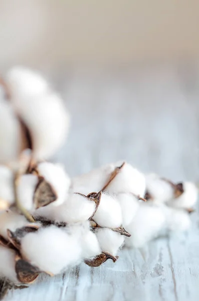 Abstract Photo of Cotton Boll Flowers — Stock Photo, Image