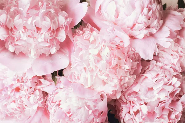 Bellissimo bouquet di rosa peonia fiore sfondo — Foto Stock