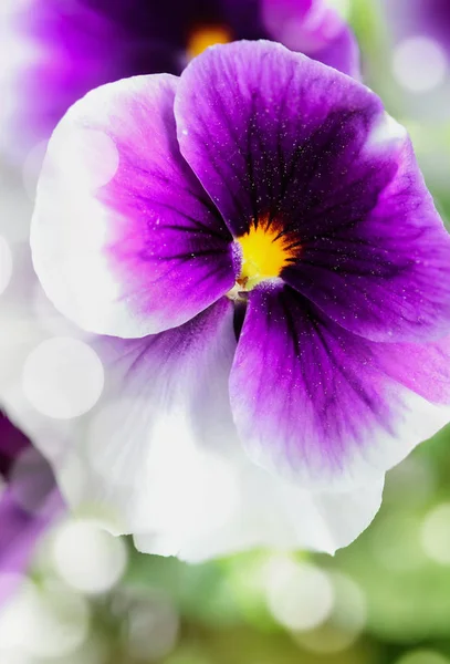 Pansy púrpura y blanco de cerca — Foto de Stock