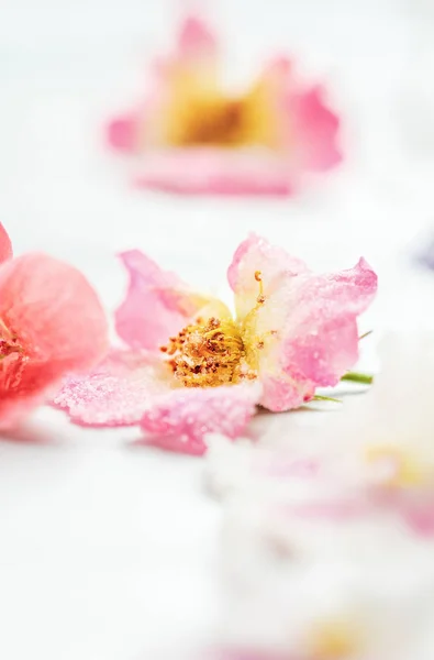 Flores de rosas azucaradas o cristalizadas —  Fotos de Stock