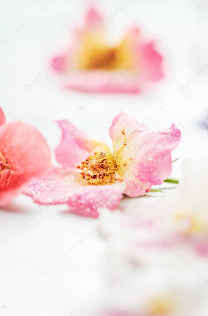 Sugared or Crystallized Rose Flowers