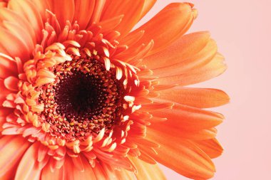 Mercan Rengi Gerbera Papatya Makro 