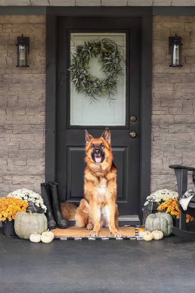 Собака сидит на крыльце, украшенная ко Дню Благодарения — стоковое фото