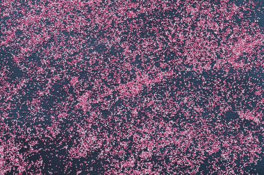 İptal Edilmiş Yonca Tohumu Arkaplanı Özeti