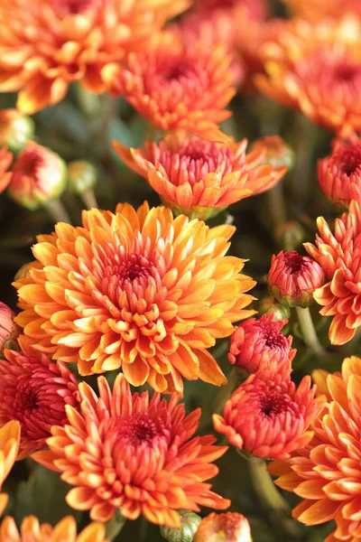 Abstrakt Von Orangen Chrysanthemen Selektiver Fokus Auf Große Mittelblüte Mit — Stockfoto