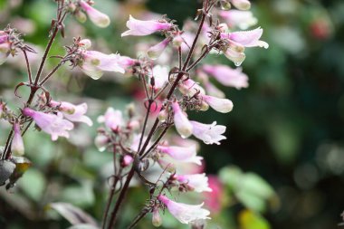 Penstemon 'a yakın sabah çiğ taneleriyle kaplanmış, güneşli bir çiçek bahçesi sınırında yetişiyor. Bitkinin pembe çiçekleri ve mor / yeşil Voliage 'ı vardır. Bulanık arkaplan ile seçmeli odak.
