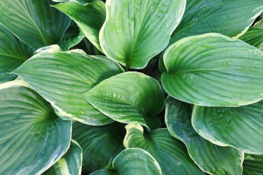 Güzel çeşitlendirilmiş Hosta 'nın genel manzarası. Görüntü görüntüsü üstten. 