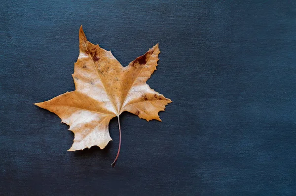 Kurumuş Ölü Autumn Sycamore Yaprağı Desenli Mavi Ahşap Bir Arka — Stok fotoğraf