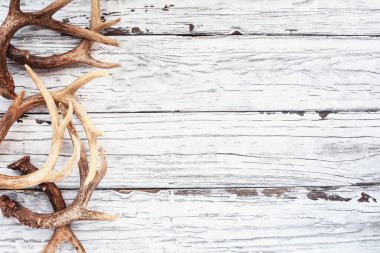 Border of real white tail deer antlers over a rustic wooden table. These are used by hunters when hunting to rattle in other large bucks. Free space for text. Top view. clipart