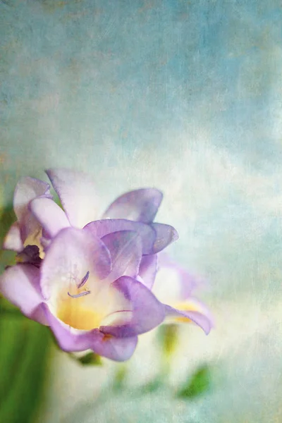 Hermosa Freesia Pastel Púrpura Sobre Fondo Textura Azul Suave —  Fotos de Stock