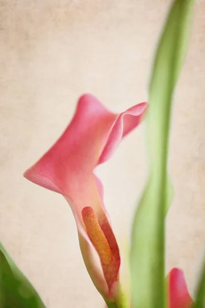 Pembe Bir Calla Lily Çiçeğinin Detayları Bulanık Plan Arkaplan Ile — Stok fotoğraf