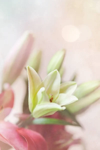 Sogno Come Giglio Asiatico Bianco Che Cresce Tra Lillies Rosa — Foto Stock