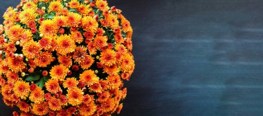 Siyah bir arkaplan üzerinde büyük bir saksı portakalı kasımpatı ve mesaj için yer var. Görüntü görüntüsü üstten. 