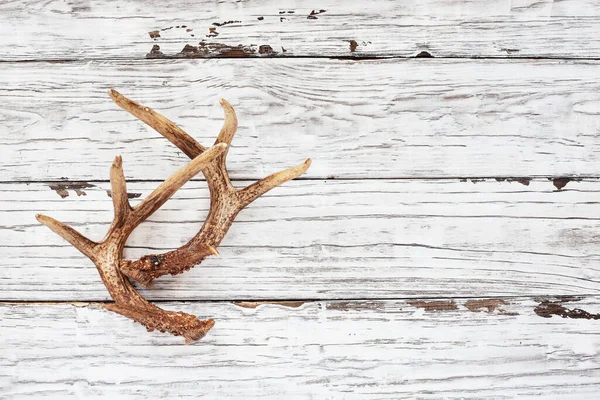 Real White Tail Deer Antlers Rustic Wooden Table Used Hunters — Stock Photo, Image