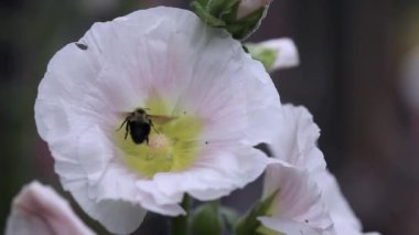 Bumblebee arısı güzel, eski moda, yumuşak bir Hollyhock çiçeğinin içinden polen topluyor, Althaea gülü (Alcea rosea), çiçek. 