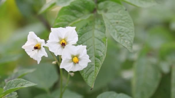 Patates Bitkisinin Beyaz Sarı Çiçekleri Rüzgarda Hafifçe Hareket Ediyor — Stok video