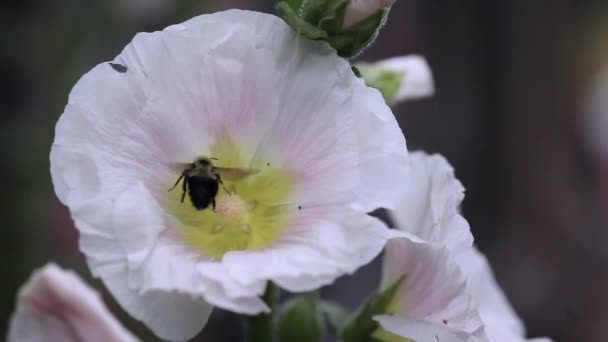 美しい昔ながらの柔らかいピンク色のHollyhock花 Altheaa Rosea Alcea Rosea 花の中から深く花粉を集めるバンブルビー — ストック動画