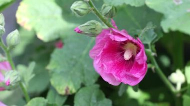 Güzel, eski moda Hollyhock çiçekleri, Althaea gülleri (Alcea rosea), bahçede yetişen çiçekler. Seçici odak, bulanık bir arkaplanı olan sığ alan derinliği. Rüzgarda usulca hareket ediyor.