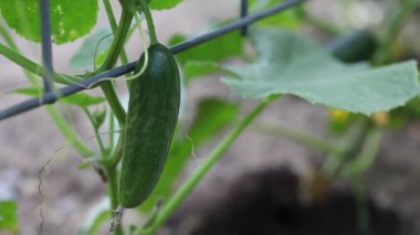 Bahçe bahçesinde büyüyen taze, olgun, yeşil salatalık. Filizler panele yapışıyor. Bulanık arkaplan ile seçmeli odak.