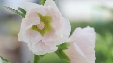 Rüzgarda sallanan soluk pembe Hollyhock çiçekleri 