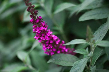 Çiçek bahçesinde yetişen güzel bir kelebek çalısı olan Buddleia Daviddii 'nin soyutlanması. Bulanık ön plan ve arkaplan ile son derece sığ alan derinliği.