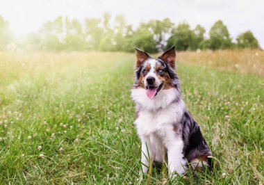 Güzel genç erkek Mavi Merle Avustralyalı çoban köpeği güneşli bir yaz tarlasında sakince oturuyor. Bulanık arkaplan ile seçmeli odak.