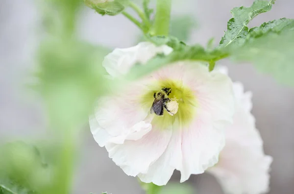 Bumblebee Bee Collecting Pollen Beautiful Old Fashioned Soft Pink Hollyhock — Stock Photo, Image