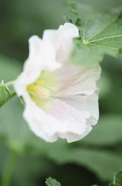 Schöne Altmodische Weiche Rosa Hollyhock Althaea Rosea Alcea Rosea Blume — Stockfoto