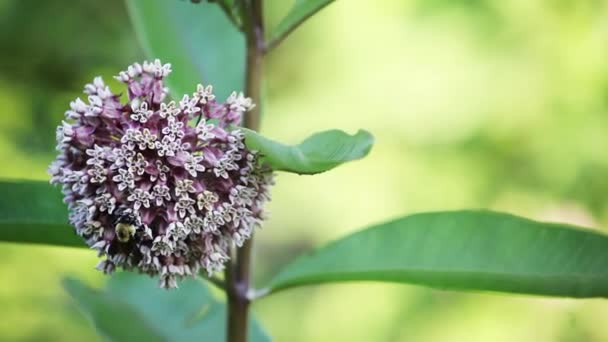 Abeja Abejorro Recoge Polen Una Maleza Común También Conocida Como — Vídeos de Stock