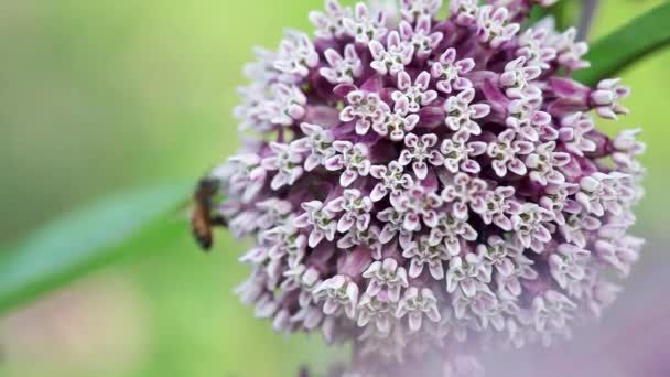 Μέλισσα Συλλέγει Γύρη Από Ένα Κοινό Milkweed Επίσης Γνωστή Λουλούδι — Αρχείο Βίντεο