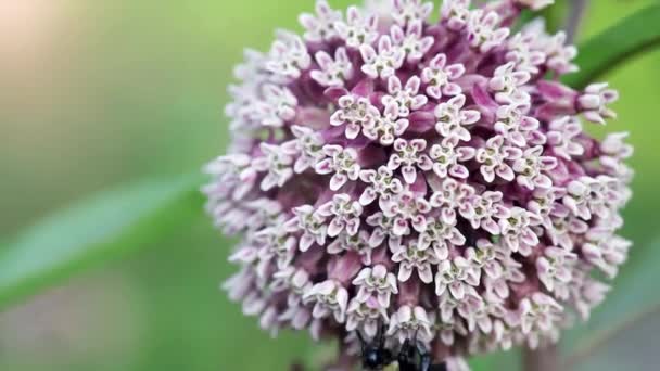 Bumble Μέλισσα Συλλέγει Γύρη Από Ένα Κοινό Milkweed Επίσης Γνωστή — Αρχείο Βίντεο