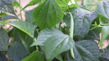 Bitkinin üzerinde yeşil fasulye yetişiyor. Kadının eli sebzeleri topladı. Bitkiye odaklan..