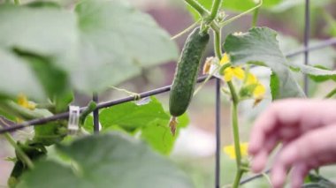 Panel kafesi boyunca büyüyen salatalık asması ve meyve. Kadının eli bitkiden sebze topluyor..