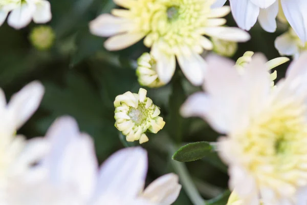 关闭的白色菊花花蕾和黄色中心花 具有模糊前景和背景的选择性重点 — 图库照片