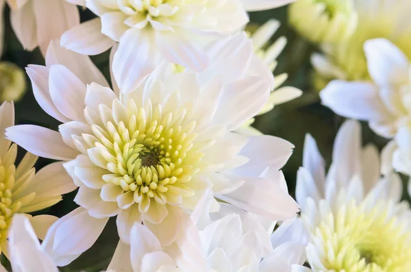 黄色の中心を持つ白い菊の花の終わり 背景がぼやけた選択的フォーカス — ストック写真