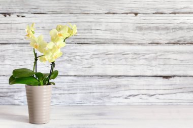 Kırsal bir masada, beyaz ahşap bir arka planda yazı için boş alanı olan güzel, küçük sarı bir Phalaenopsis Orkidesi. Ön görünüm. 