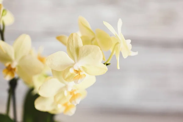 Güzel Sarı Bir Phalaenopsis Orkidesine Yaklaş Seçici Odak Bulanık Arkaplan — Stok fotoğraf