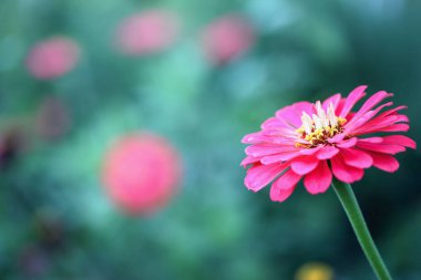 Bahçedeki güzel somon renkli bir Zinnia çiçeğine yaklaş. Bulanık arkaplan ile seçmeli odak. 