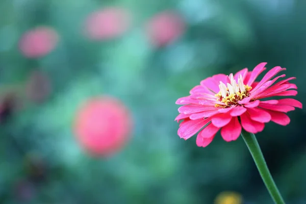 Bahçedeki Güzel Somon Renkli Bir Zinnia Çiçeğine Yaklaş Bulanık Arkaplan — Stok fotoğraf