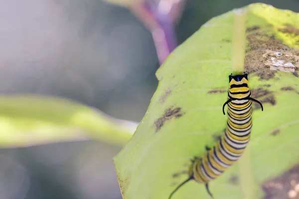 Monarchfalter Raupe Danaus Plexippus Krabbelt Unter Dem Blatt Der Gemeinen — Stockfoto